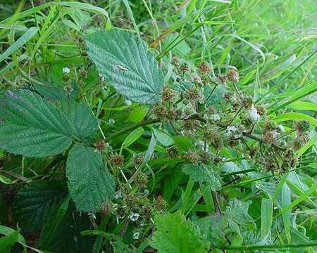 Image de Rubus radula Weihe ex Boenn.