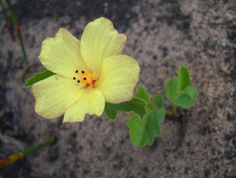 Image de Hibiscus aethiopicus var. aethiopicus