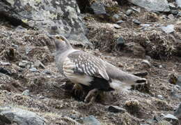 Image of Altai Snowcock