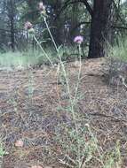 Image of Wheeler's thistle