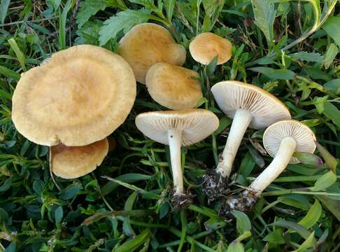 Imagem de Agrocybe vervacti (Fr.) Singer 1936