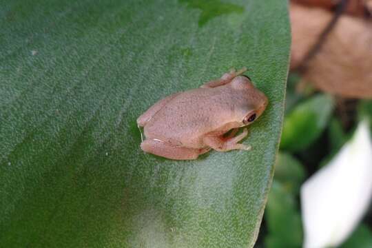 Image of Dendropsophus bogerti (Cochran & Goin 1970)