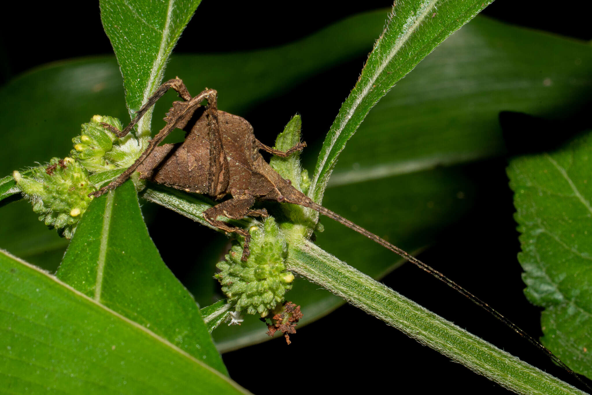 Image of Typophyllum morrisi Braun 2015