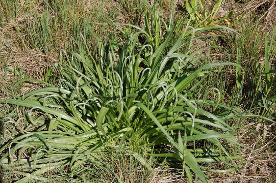 Image of Plantago maritima subsp. ciliata Printz