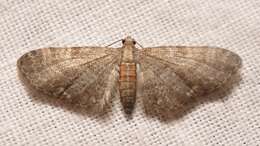 Imagem de Eupithecia haworthiata Doubleday 1856