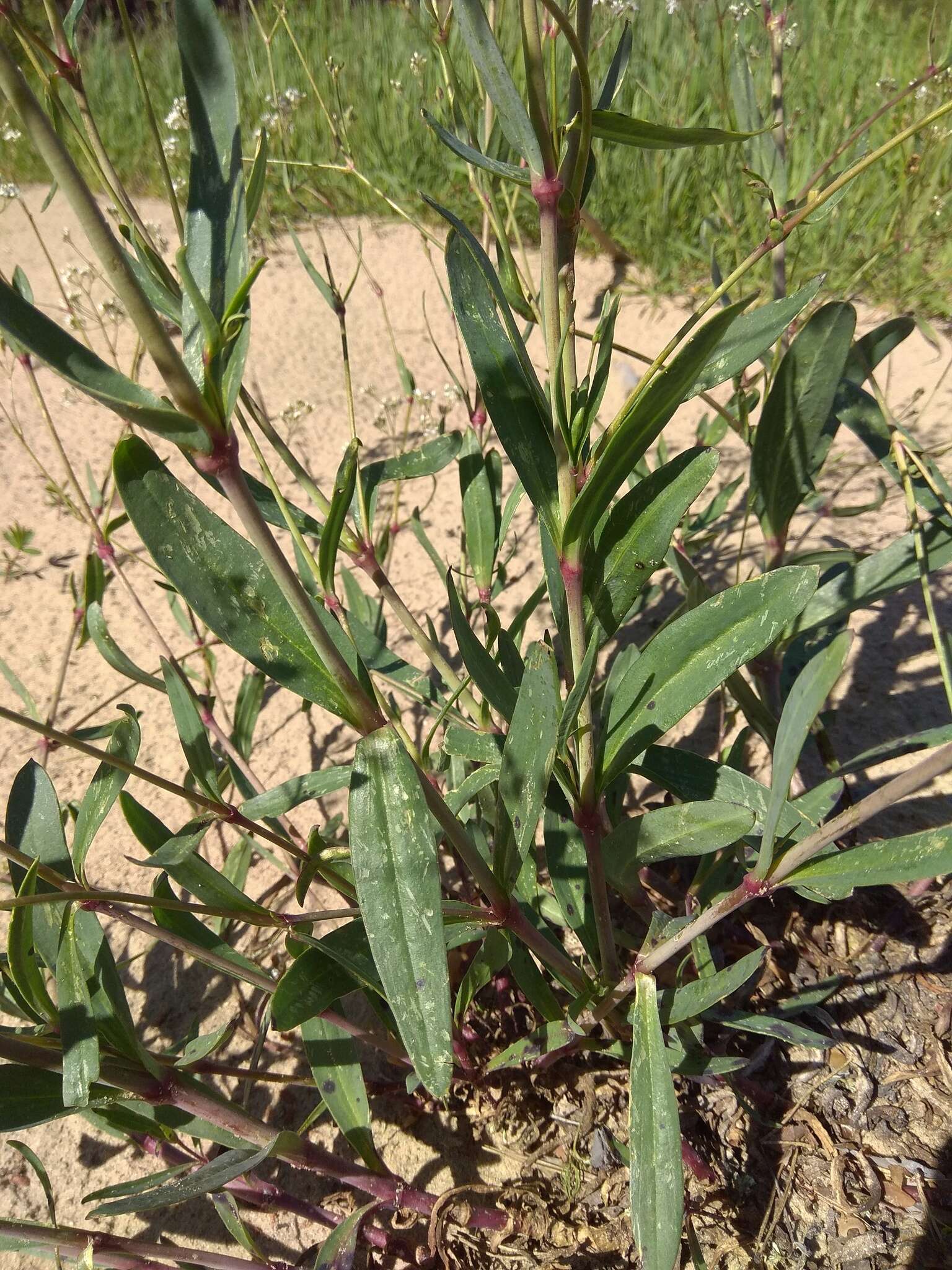 Image of Gypsophila altissima L.