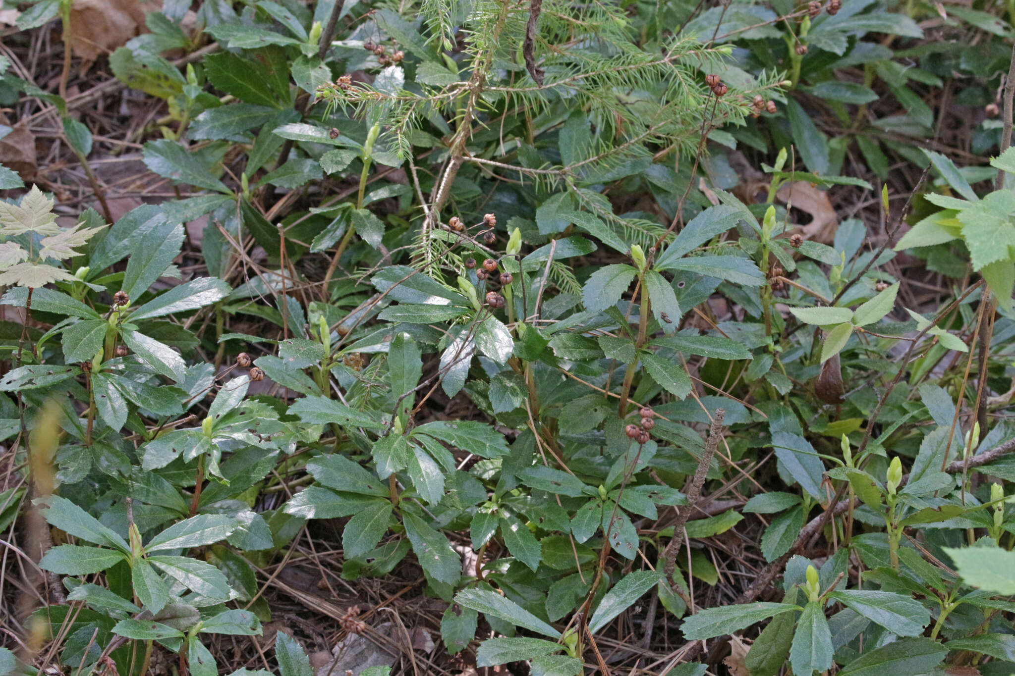 Image of pipsissewa