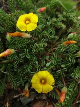 Imagem de Oxalis subacaulis Gill.