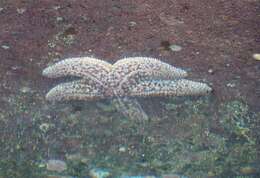 Image of Giant seastar