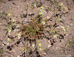 Potentilla newberryi A. Gray的圖片