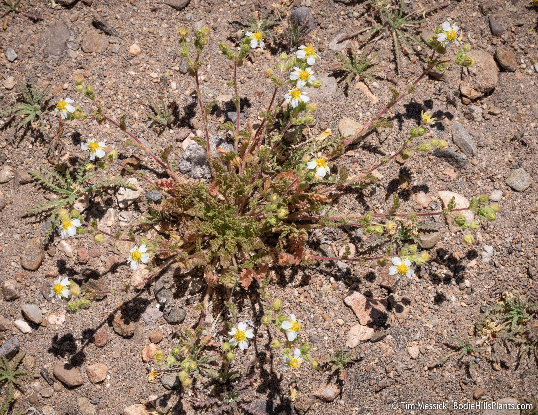 Image de Potentilla newberryi A. Gray