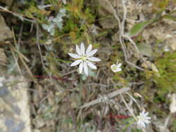 Imagem de Stellaria gracilenta Hook. fil.