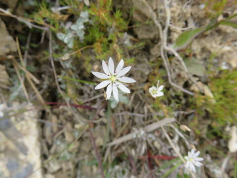 Image of Stellaria gracilenta Hook. fil.