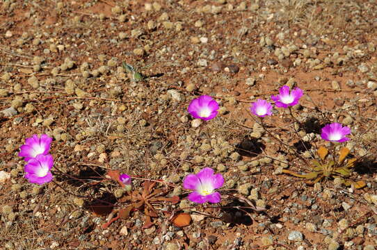 Image of Calandrinia schistorhiza Morrison