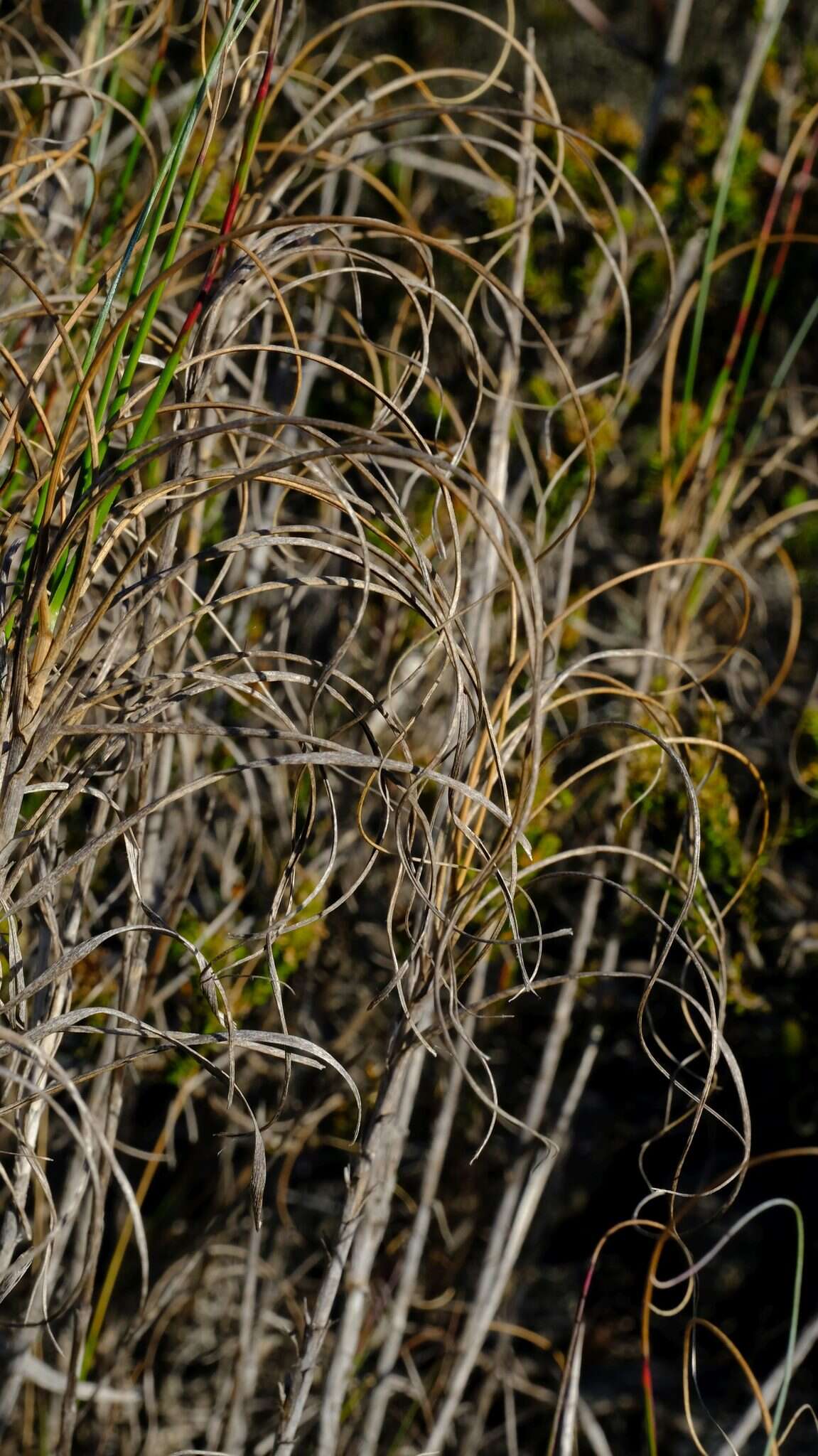 Image of Pseudopentameris macrantha (Schrad.) Conert