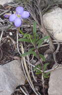 Image of Heliophila subulata Burch. ex DC.