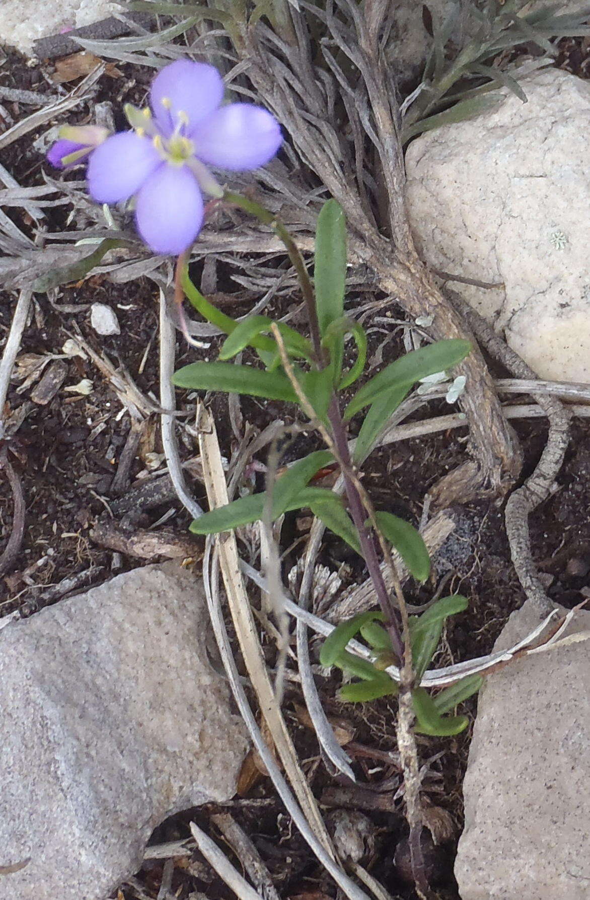 Image of Heliophila subulata Burch. ex DC.