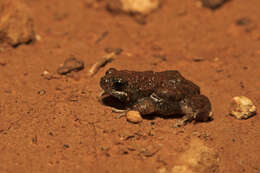 Image of Small-headed Toadlet