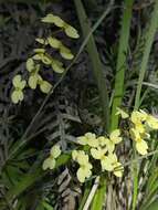 Image of Stylidium acuminatum subsp. meridionalis Wege