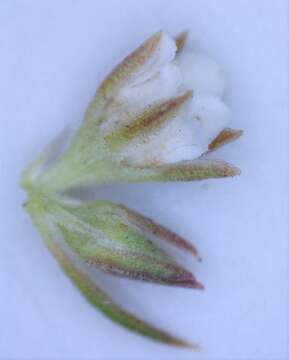 Image of Diosma rourkei I. Williams