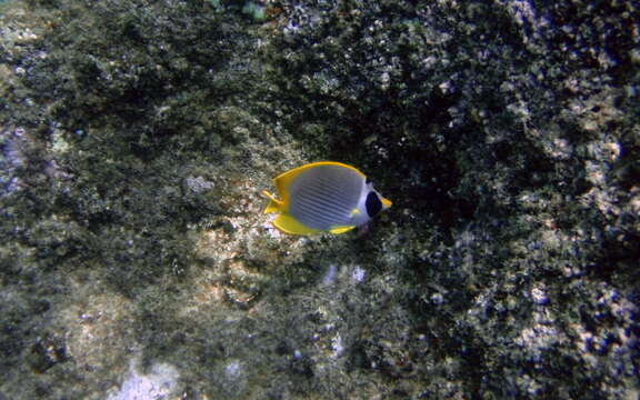 صورة Chaetodon adiergastos Seale 1910