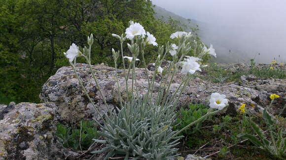 Imagem de Cerastium biebersteinii DC.