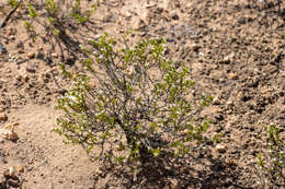 Image of Kippistia suaedifolia F. Müll.