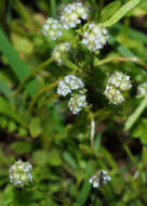 Imagem de Valerianella coronata (L.) DC.