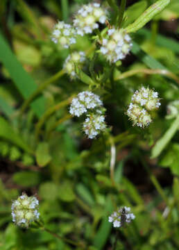 Image of Valerianella coronata (L.) DC.