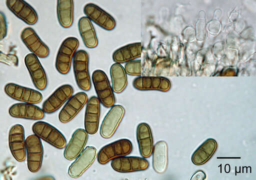 Слика од Dothiorella vidmadera W. M. Pitt, Úrbez-Torres & Trouillas 2013