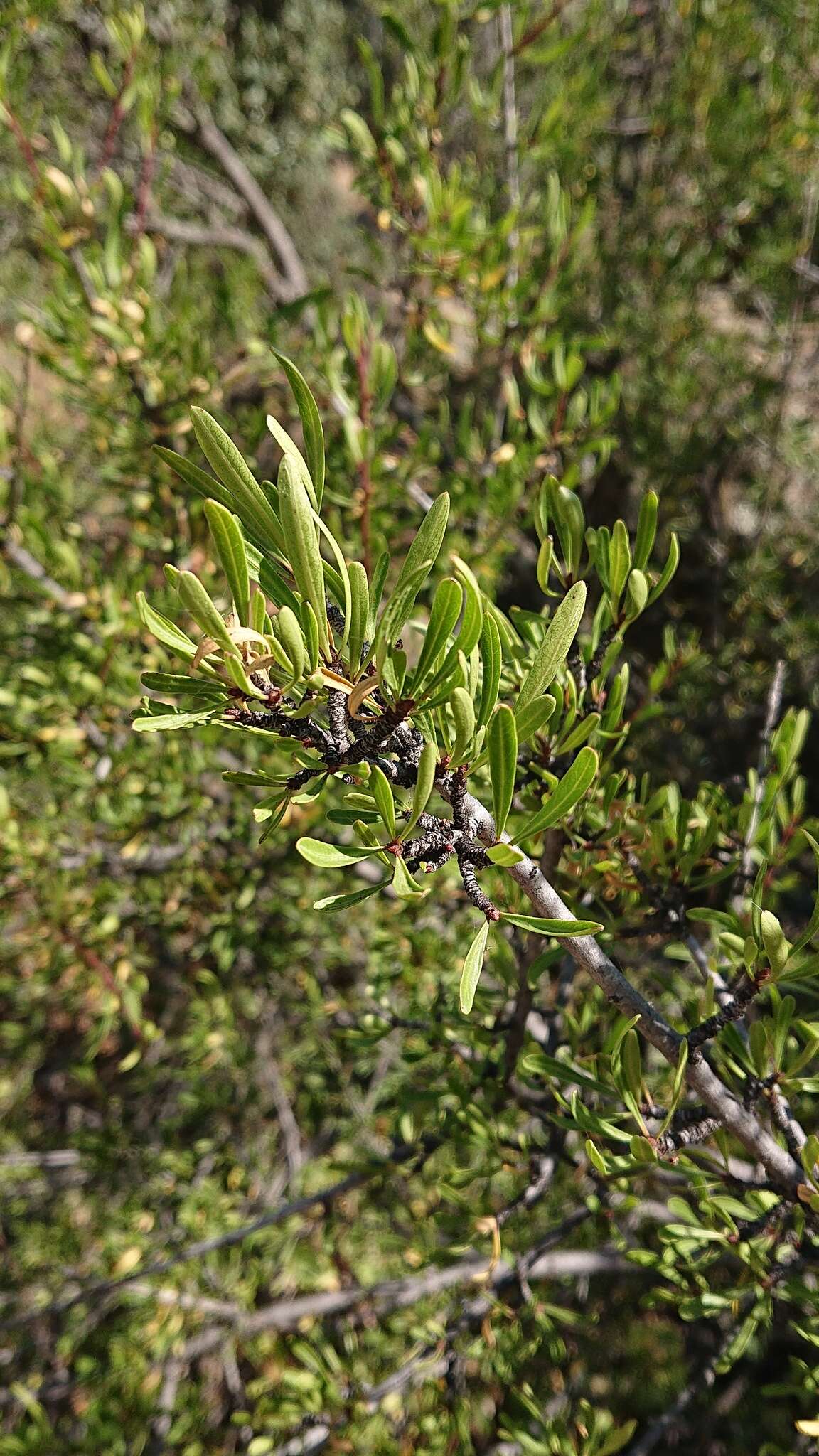 Image of European buckthorn