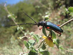 Image of Deltaspis rubriventris Bates 1880