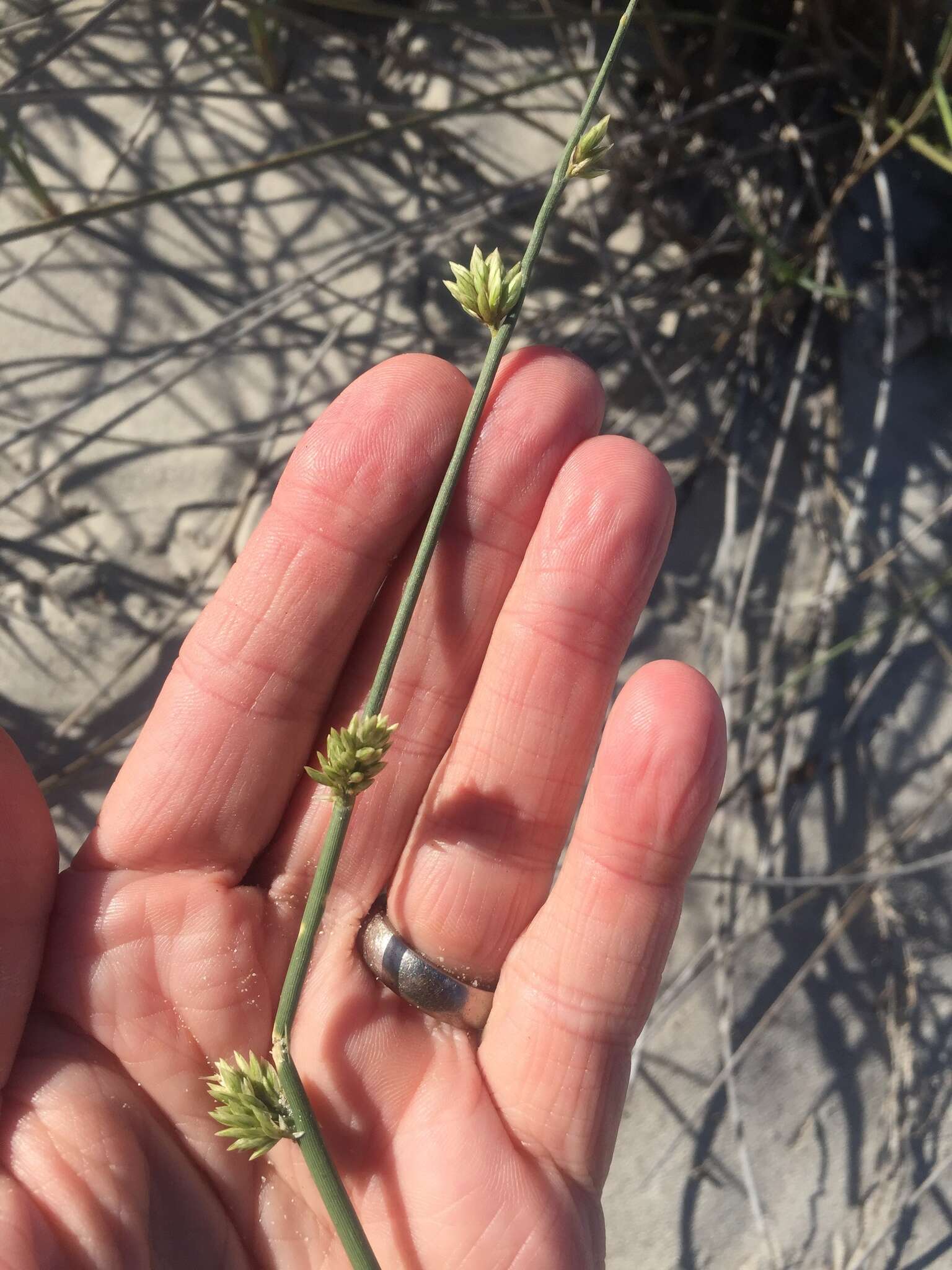 Image of bristly lovegrass