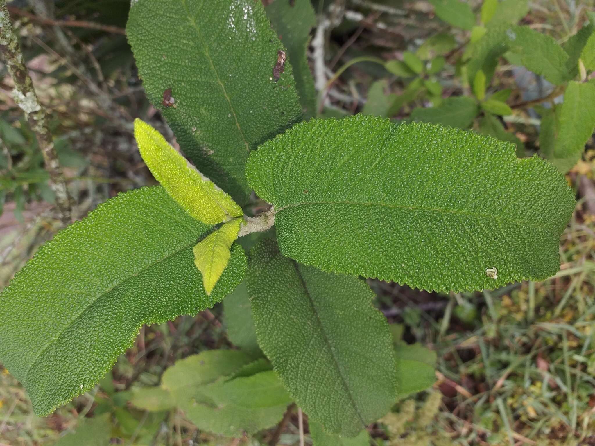 Слика од Lepechinia betonicifolia (Lam.) Epling