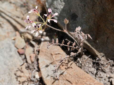 Image of Wineblotch Storksbill