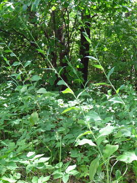 Image of Lactuca quercina L.