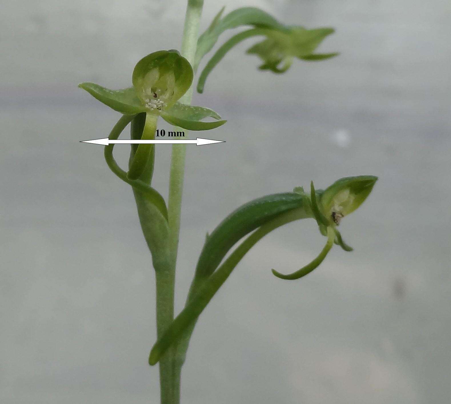 Image de Habenaria arenaria Lindl.