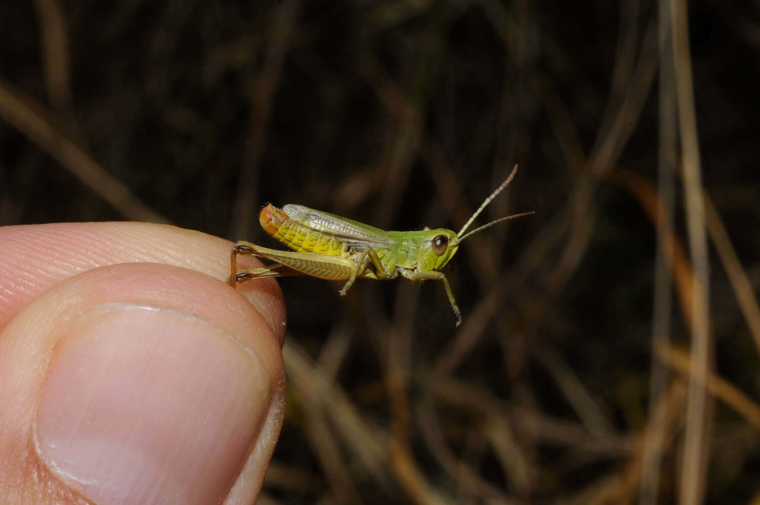 Image of Pseudochorthippus parallelus (Zetterstedt 1821)