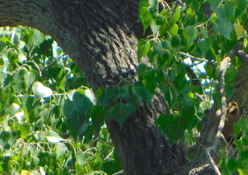 Image of Populus mexicana Wesmael