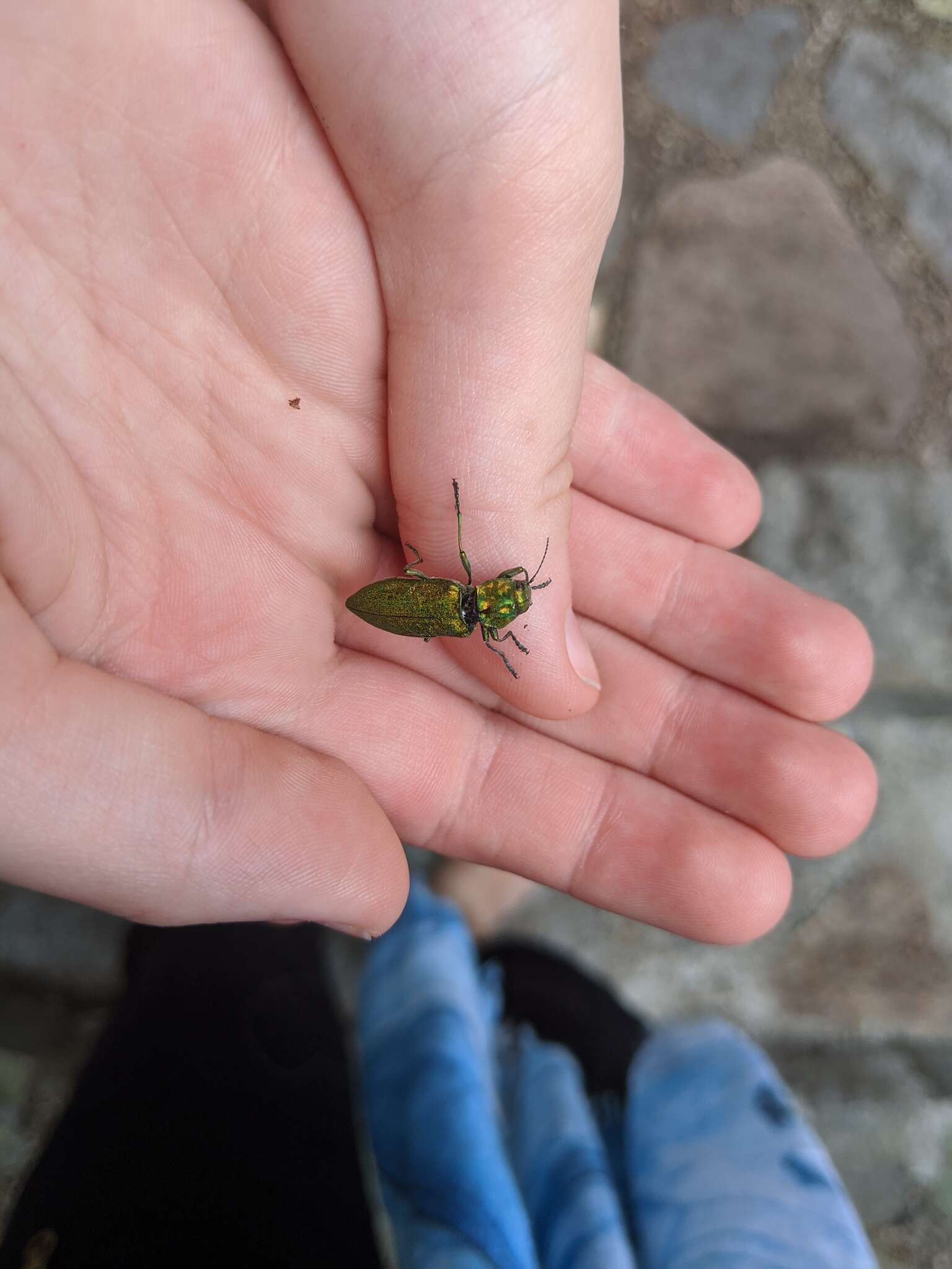 Image of Western Cedar Borer