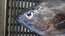 Image of Black rockfish