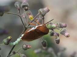 Image of litchi giant stink bug