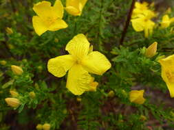 Image of Flatwoods St. John's-Wort