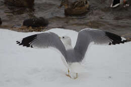 Image of Larus canus heinei Homeyer 1853