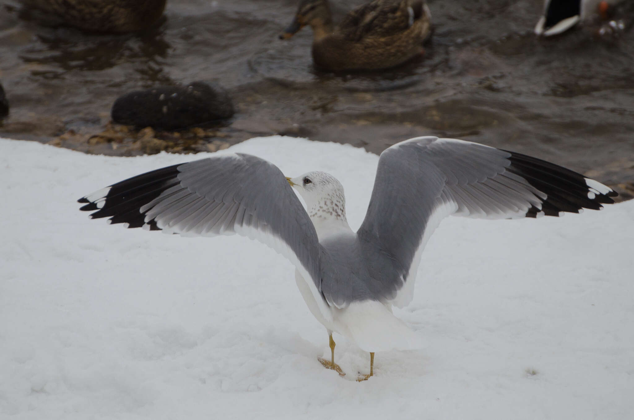 Image of Larus canus heinei Homeyer 1853