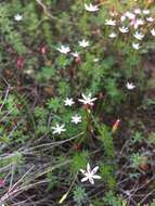 Image of Strumaria tenella subsp. tenella