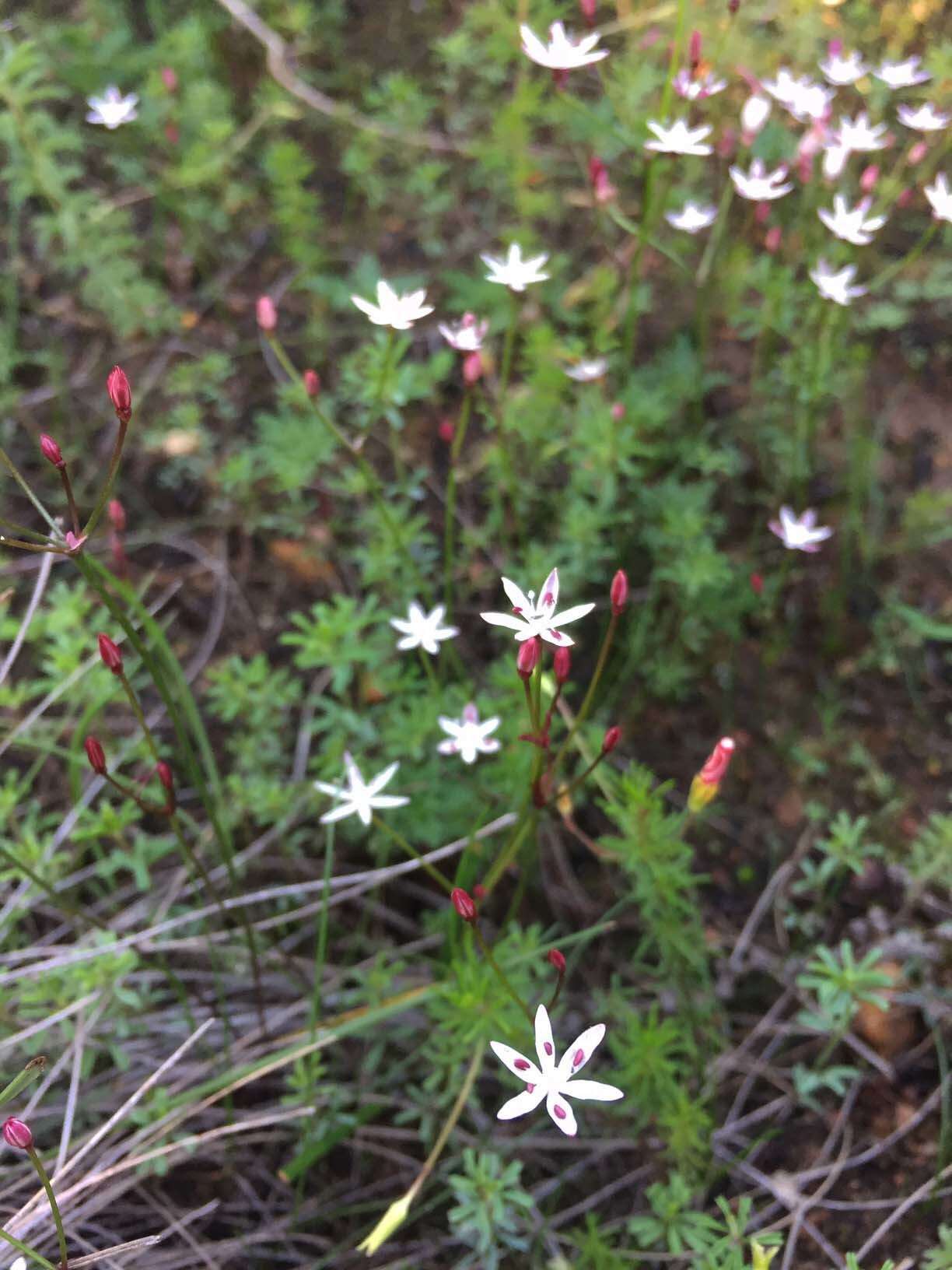 Image of Strumaria tenella subsp. tenella