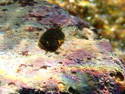 Image of Dendrodoris limbata (Cuvier 1804)