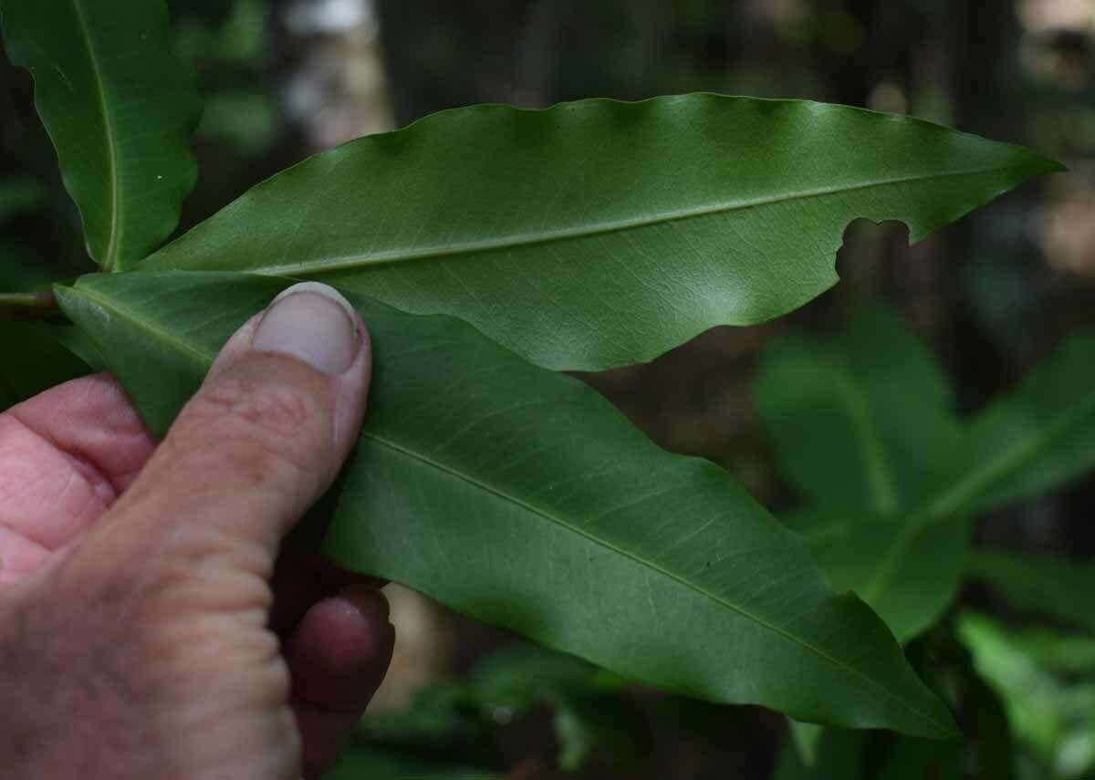 Image of Myrsine porosa F. Muell.