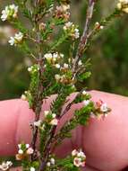 Image of Micromyrtus sessilis J. W. Green